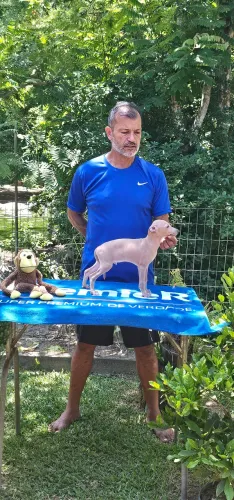 Galgo italiano Macho Isabela