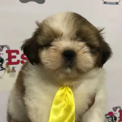 Lindos filhotes de shihtzu a pronta entrega para encher sua casa de alegria