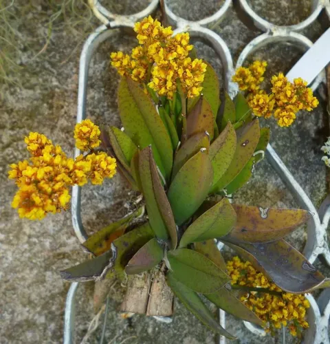 Orquídea Oncidium Pumillum 