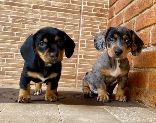 Mini Teckel  Curioso, Alegre e Companheiro