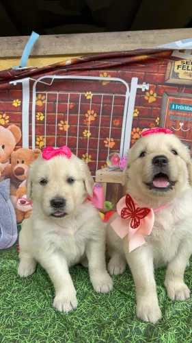 Golden retriever filhotes puros