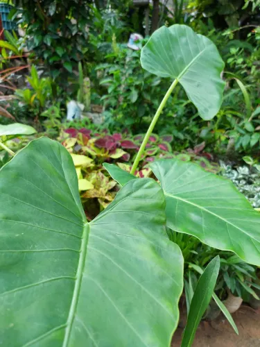 Alocasia orelha de elegante, Plantas ornamentais e folhagens