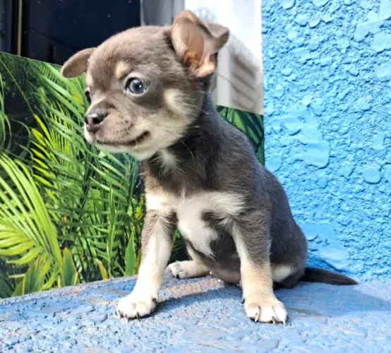 Filhotes de Chihuahua Minúsculos: Diversas Cores Disponíveis (Branco, Creme, Tricolor)