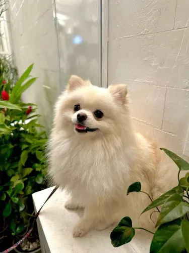 Filhote Spitz Alemão, Seu coração está pronto para esse novo amor peludo?