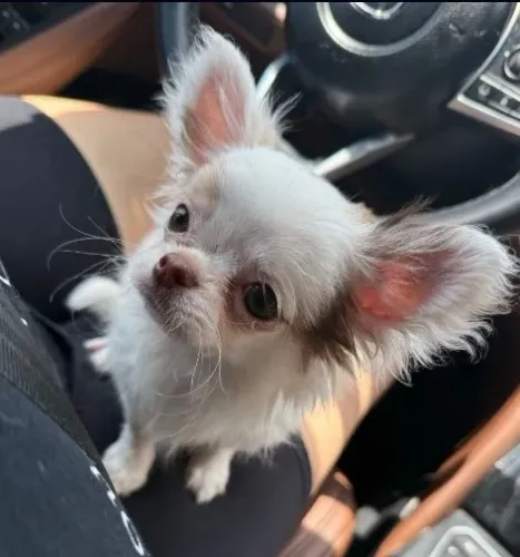 Chihuahua com Vacina Ética - Parcelamento em até 12x