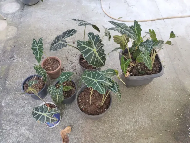 Várias mudas da planta cara de cavalo 