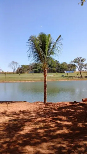 ? Mudas de Coco da Bahia - Porte Grande e Alta Qualidade ?