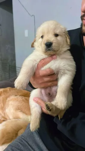 Filhote Golden Retriever, Nada Como Ter Um Cachorrinho Para Encher Sua Casa de Amor!