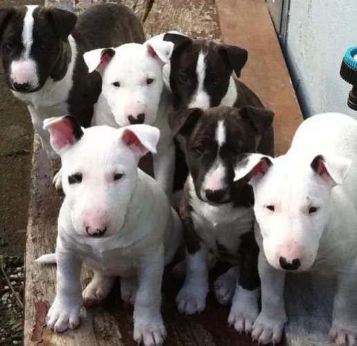 Machinhos e fêmeas de Bull terrier com pedigree vacina e garantia em contrato