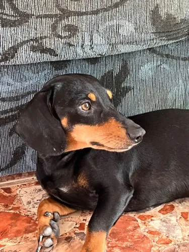 procura-se namorada para o boyka salsinha/dachshund