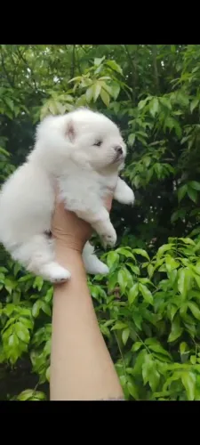 Lulu da Pomerânia Macho Anão 