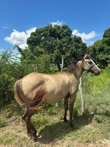 Porda um luxo de verdade