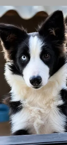 Troco filhote de border collie por golden