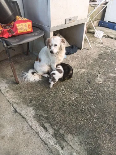 Doação de cachorros 