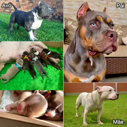 American Bully FILHOTES (PEDIGREE, MICROCHIP, CARTEIRA DE VACINAÇÃO E VERMÍFUGADO)