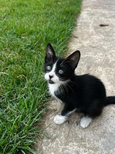 Doa-se gato