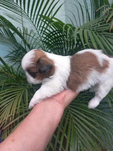 VEDNDO FILHOTE DE SHIH-TZU MACHO. 