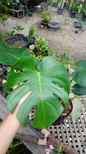 Plantas