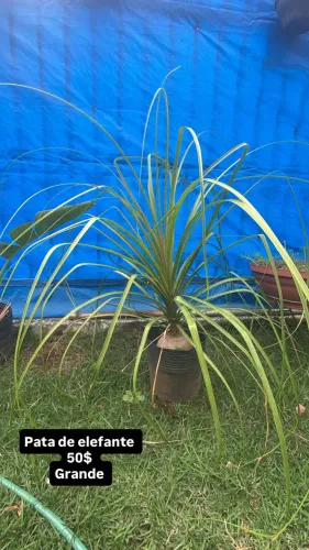 Plantas
