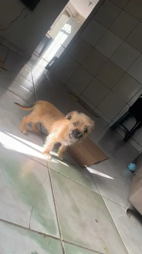 Cachorro