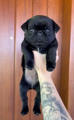 Pug filhote fêmea all black 100% legítima (cor rara)