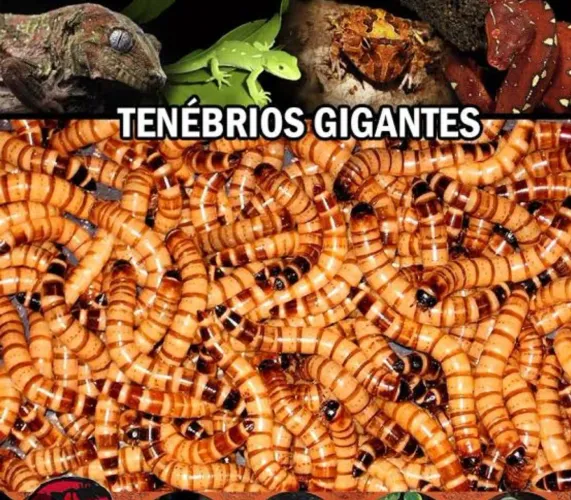 Gigante TEnébriOO