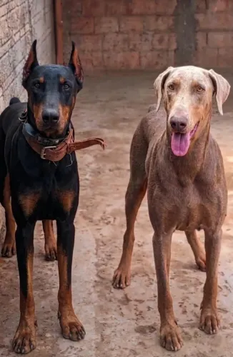 Doberman