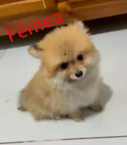 Spitz Alemão Lulu da Pomerânia