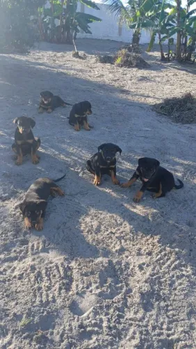 Filhotes de rottweiler 