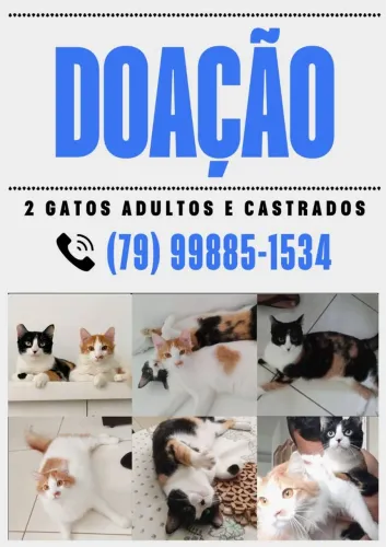 Doação de 2 gatos adultos e castrados! 