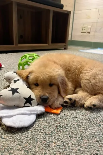 Golden Retriever 