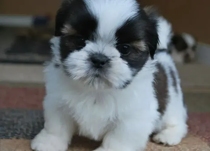 Shih Tzu Esse cachorrinho não é comum, é inesquecível