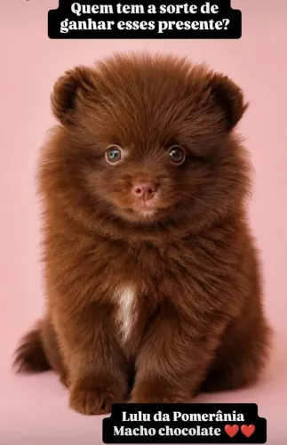 Lulu da Pomerânia machos