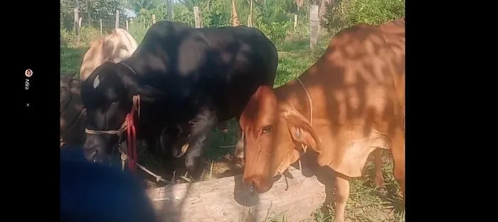 Vendo 3 animais leiteiros e a vaca coberta