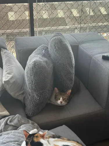 Módulo de sofa cinza - Sofá na caixa