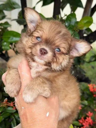 Chihuahua macho Pêlo longo. Um lindo caramelo de olhos claros!