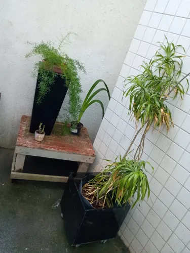 4 plantas por 35 reais