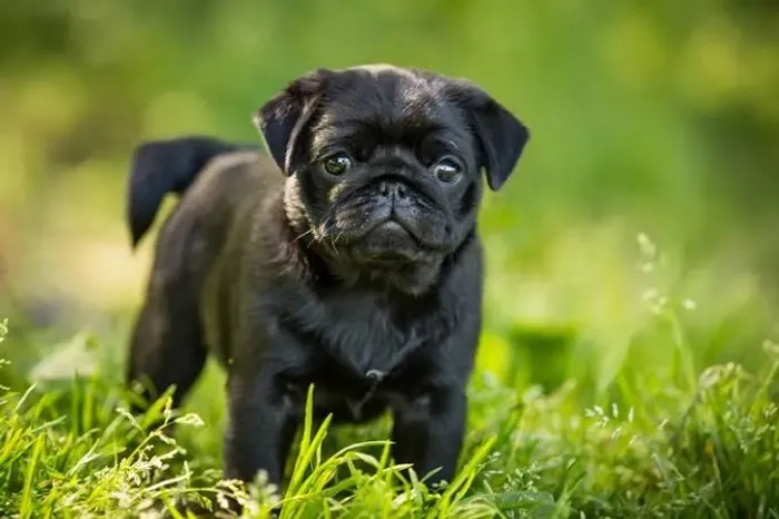 Doa-se Pug pai 4 anos e filho 1,5 somente os dois juntos