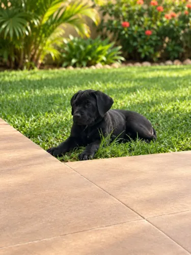 Cane corso 