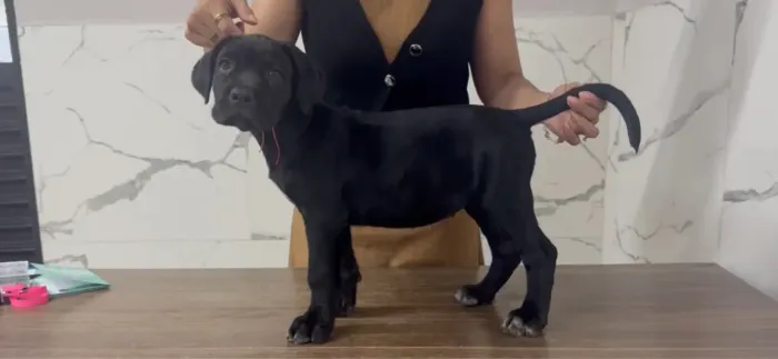 Cane Corso Filhotes 