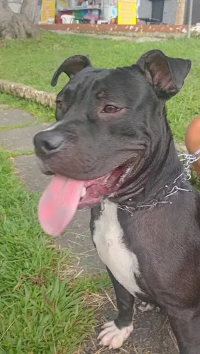 Filhote de pitbull