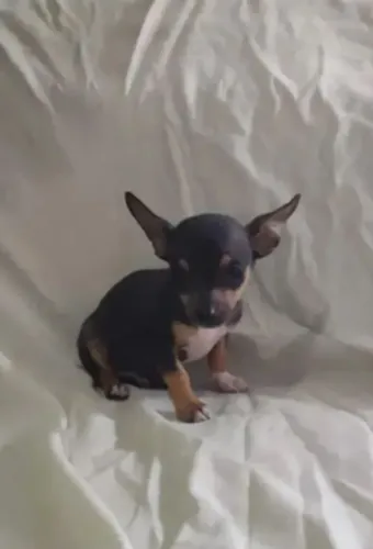 Pinscher OO (O menor dos menores)
