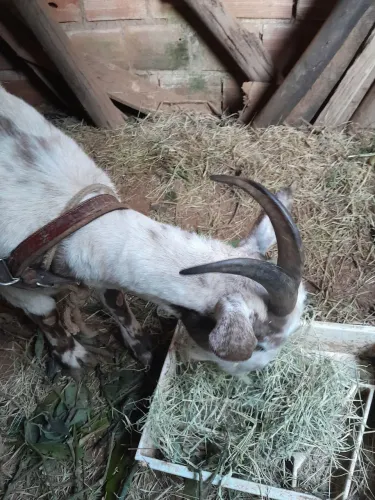 Venda de duas cabras leiteiras prenhas