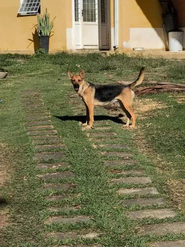 Doação fêmea ótima companheira
