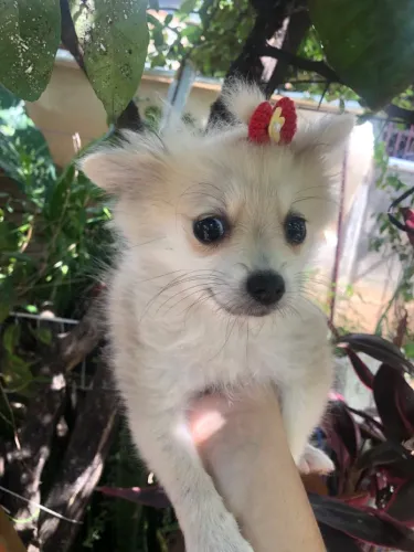 Lulu da Pomerania fêmea