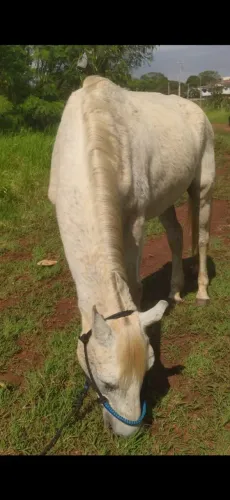 Cavalo