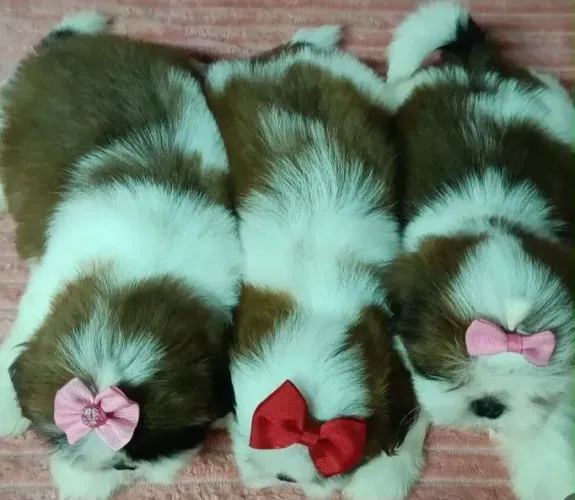 Filhote de shih tzu pra reserva 