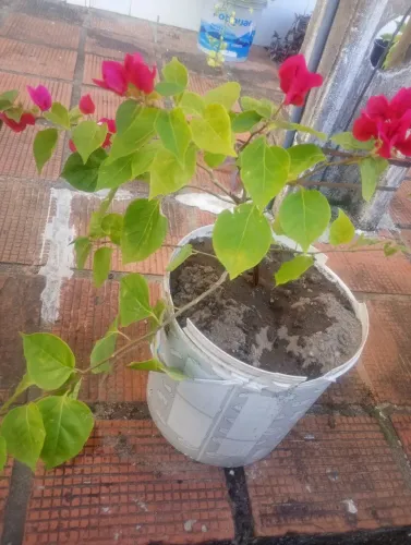 Muda , de Bougainville no balde de 20L
