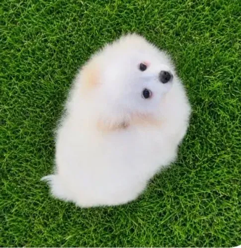 Lulu da Pomerânia MACHO Anão parcelo em até 10 vezes sem juros