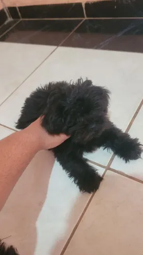 Shih tzu 